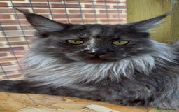 Maine Coon cats for sale: 3 Purebred Maine Coon Kittens - Will Sell Fast!! ✨ - Image 6