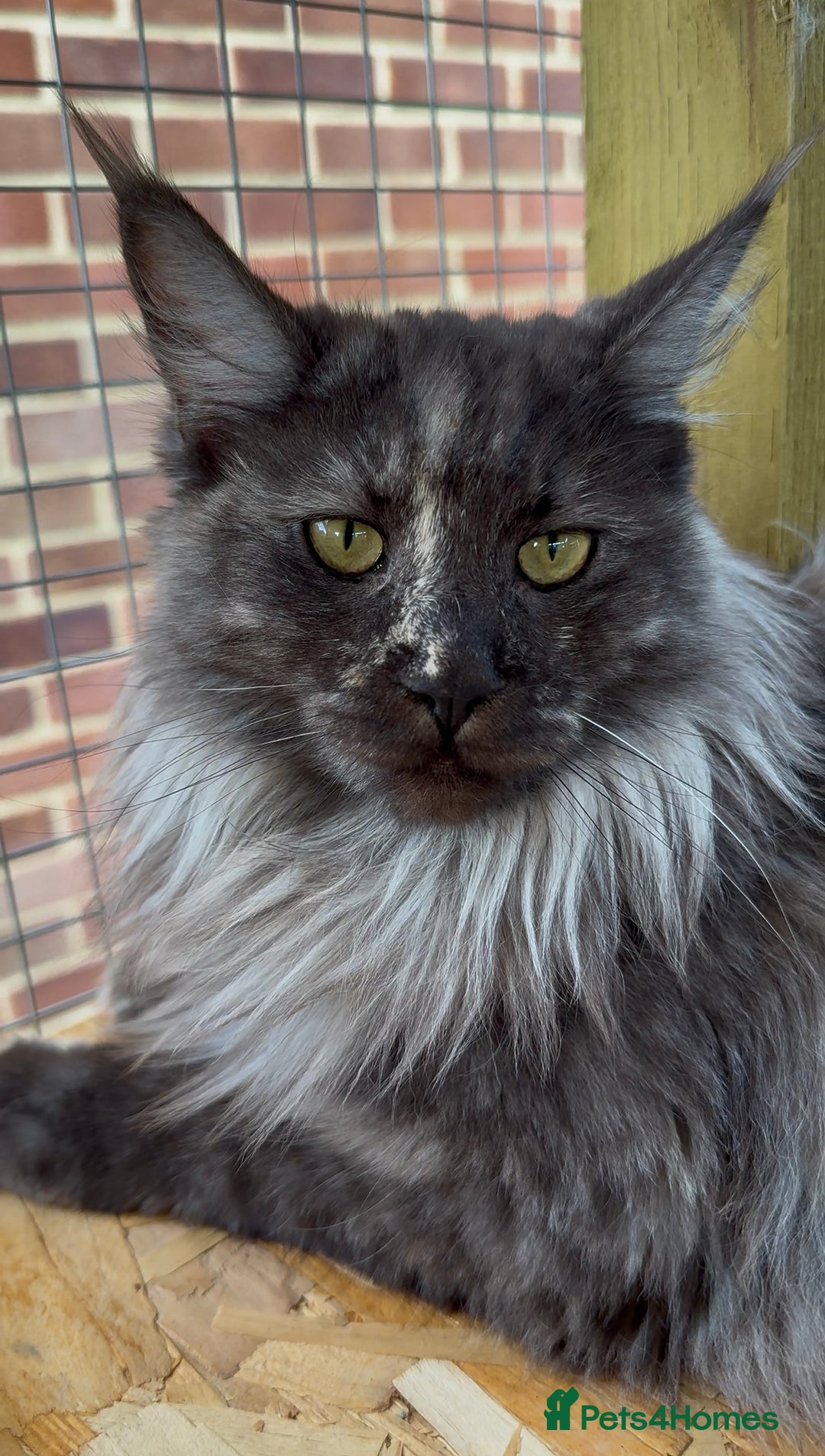 Maine Coon cats for sale: 3 Purebred Maine Coon Kittens - Will Sell Fast!! ✨ - Image 6