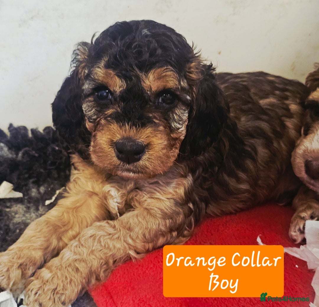 Cockapoo dogs for sale: F2 Cockapoo Puppies - Advert 4