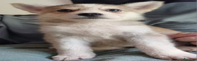 Shepsky 2