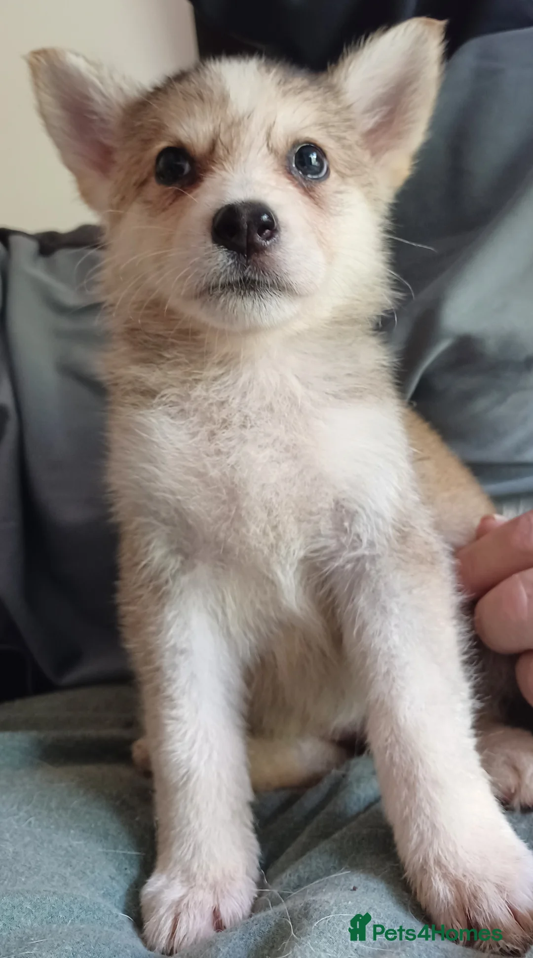 Shepsky dogs for sale: 3 shepsky pups - Advert 2