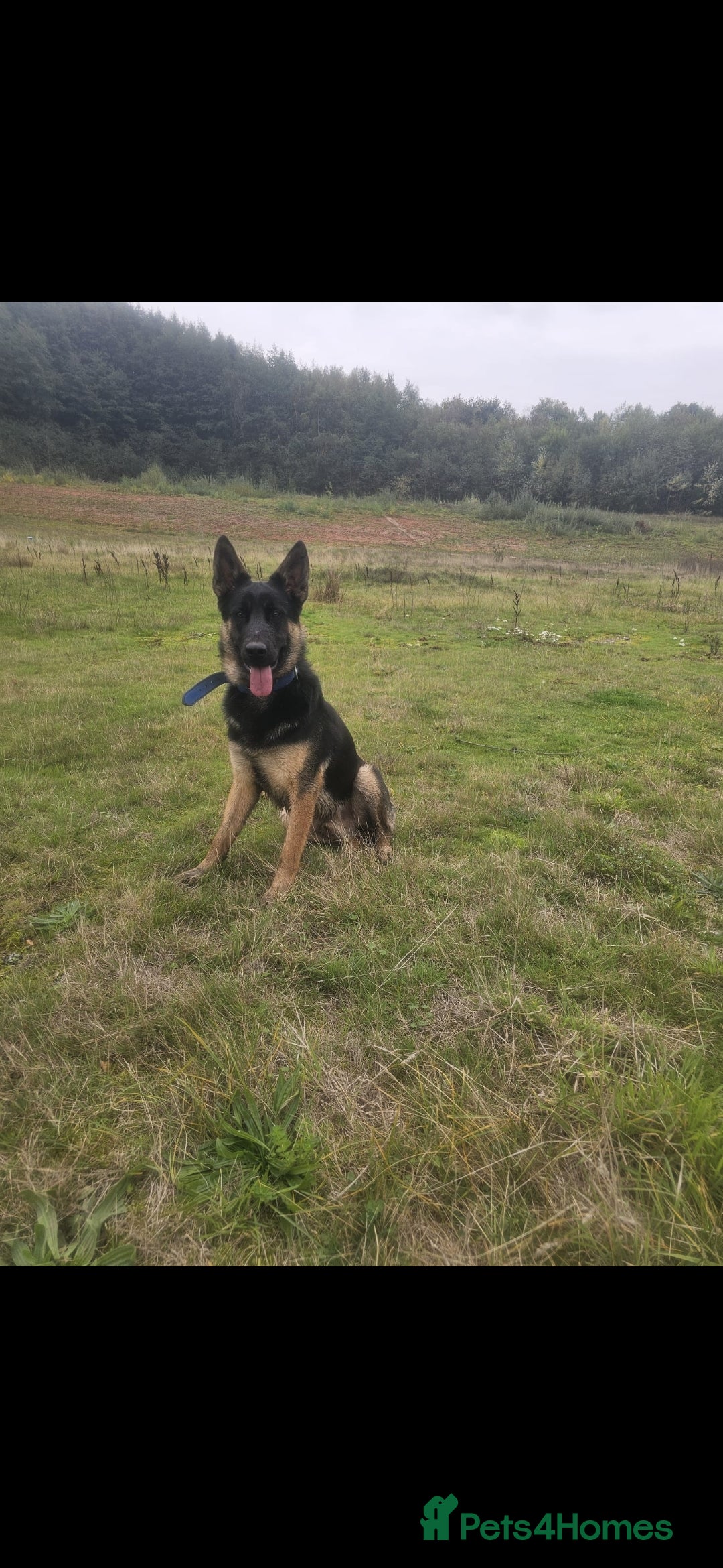 Belgian Shepherd Dog dogs for sale: Belgium shepard male for sale - Advert 2