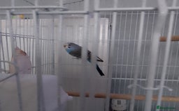 Budgerigars birds for sale: Male budgie  - Image 2