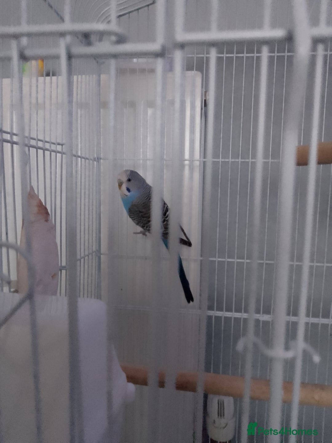 Budgerigars birds for sale: Male budgie  - Image 2
