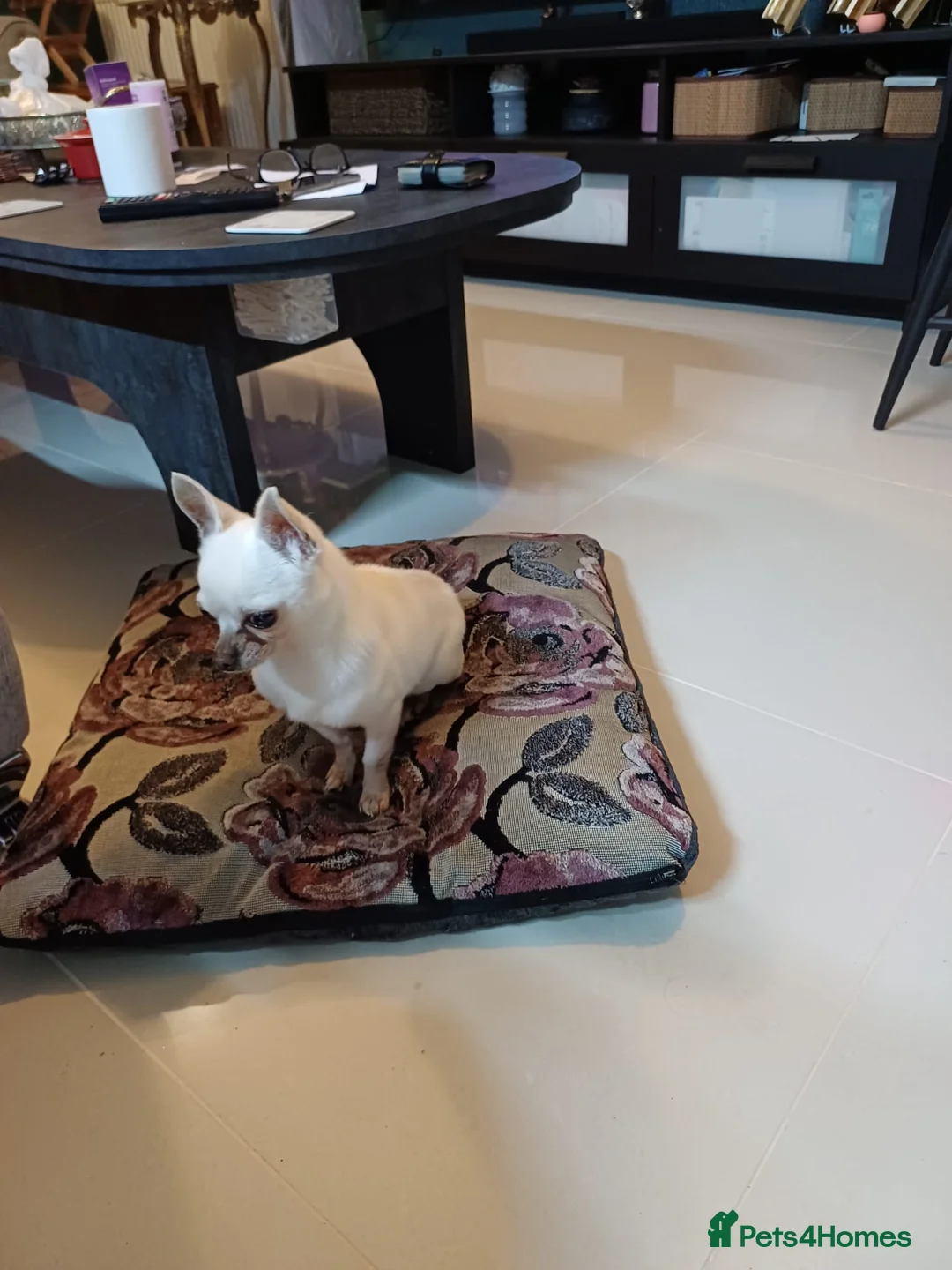 Chihuahua dogs for sale: Beautiful 2 Year Old Male Chihuahua - Leeds  in Leeds - Advert 6