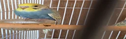 Budgerigars birds for sale: Beautiful Baby Budgies - Advert 7