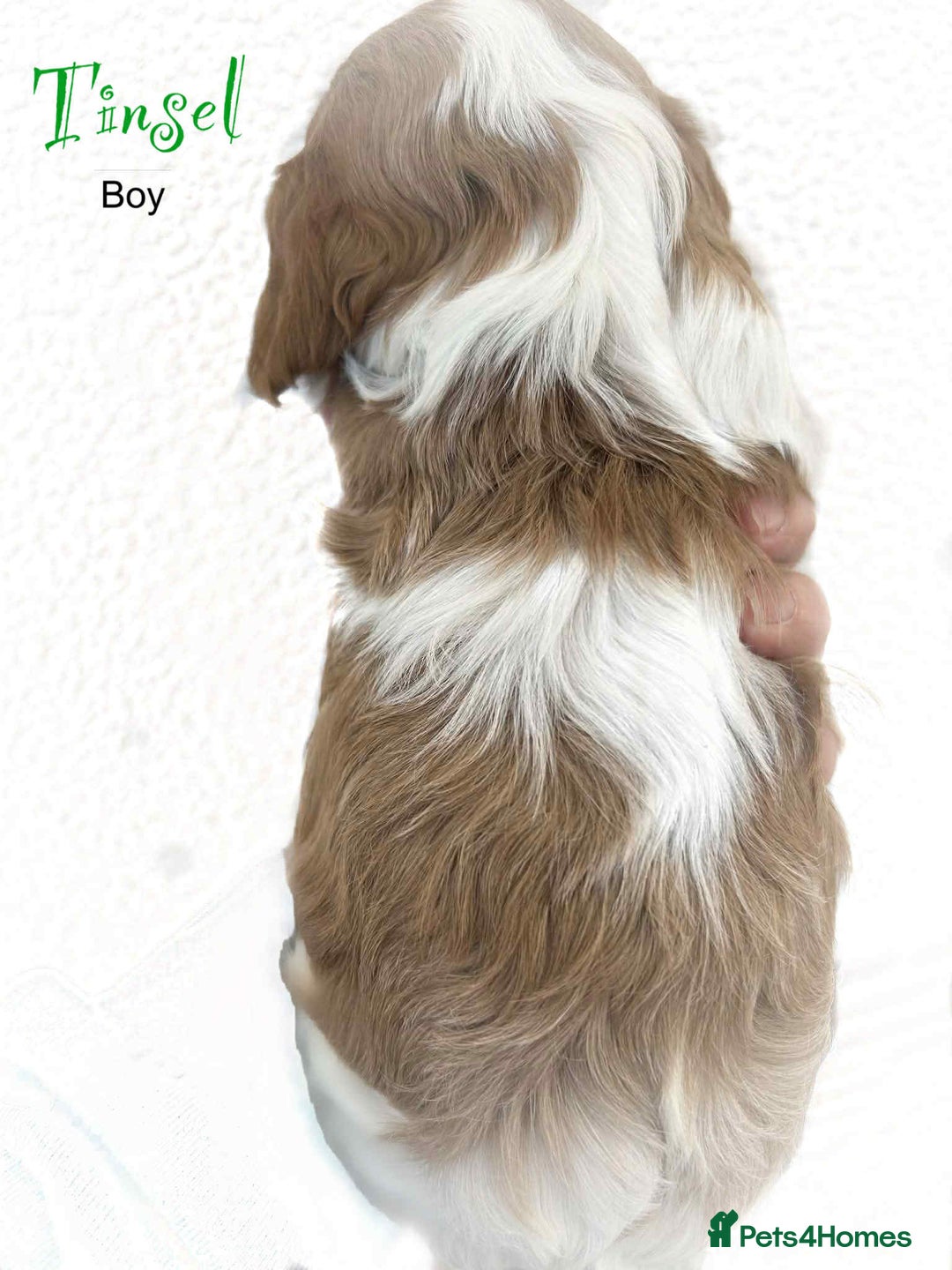 Cavalier King Charles Spaniel dogs for sale: Beautiful Cavalier King Charles Puppies - Advert 6