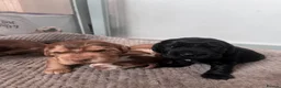 Cocker Spaniel dogs for sale: Gorgeous KC Reg Show Cocker Spaniels in Lancaster - Advert 9