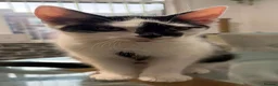 British Shorthair cats for adoption: 💔 RESCUE CRISIS KITTENS 💔 - Advert 1