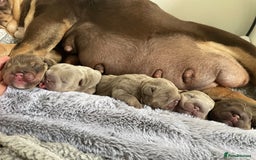 English Bulldog dogs for sale: Quality English bulldogs  - Image 5