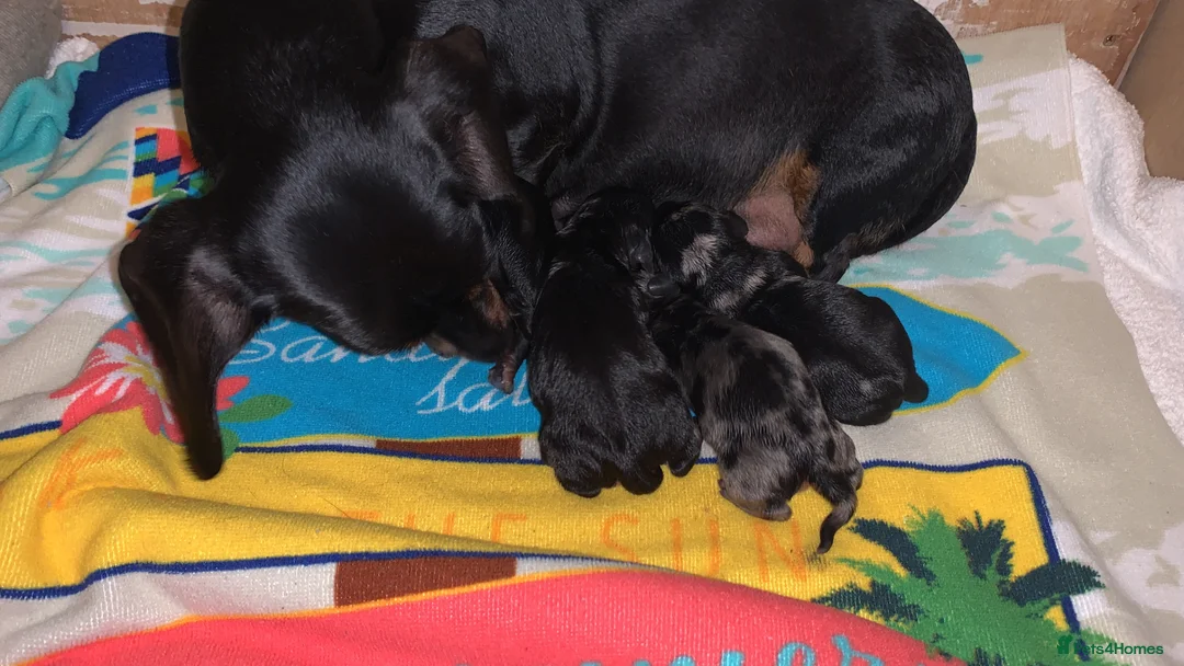 Miniature Dachshund dogs for sale: Miniature Dachshund puppies 🐶  - Advert 11