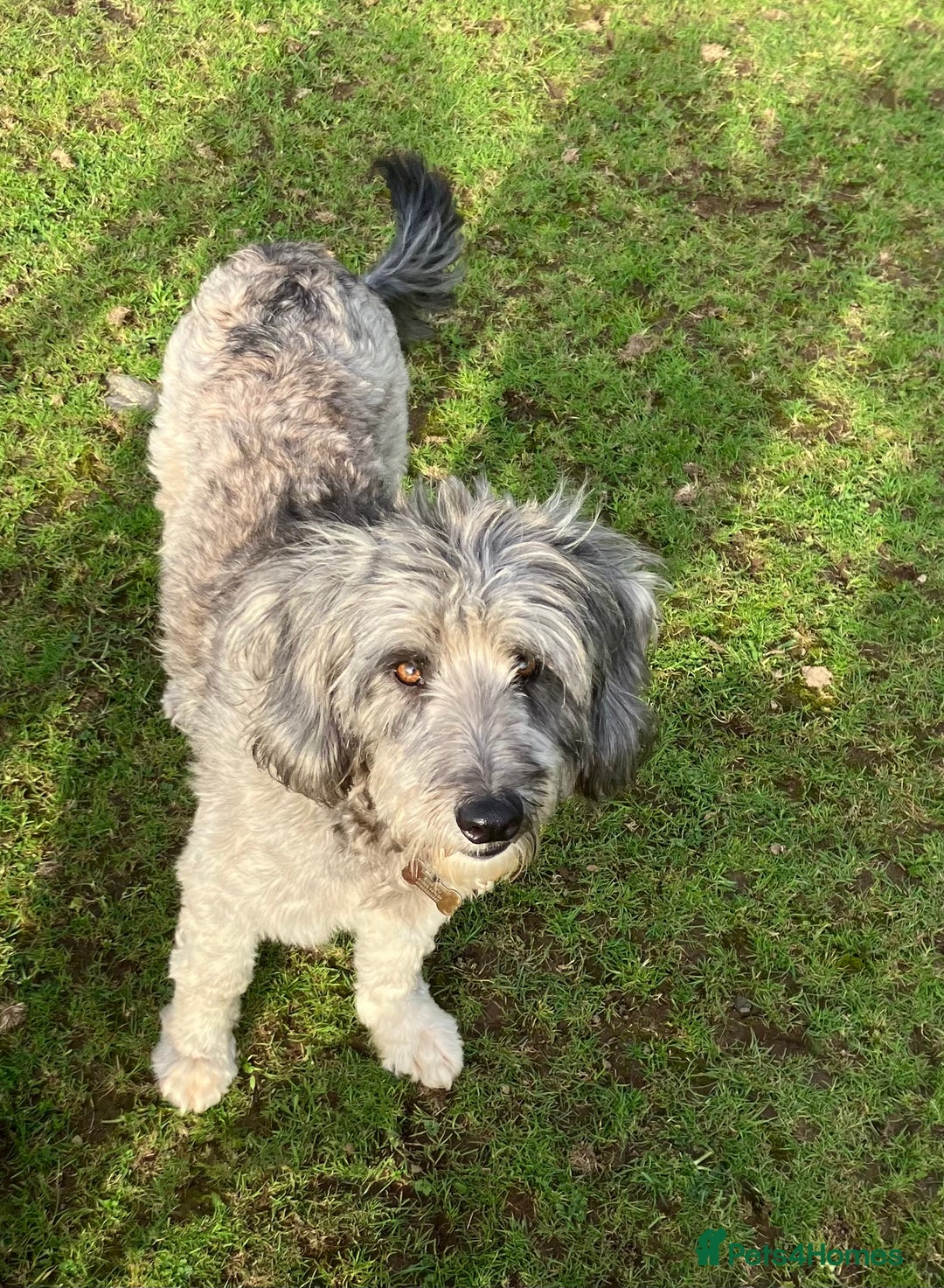 Bordoodle dogs for sale: BORDOODLE  adult neutered female  - Advert 4