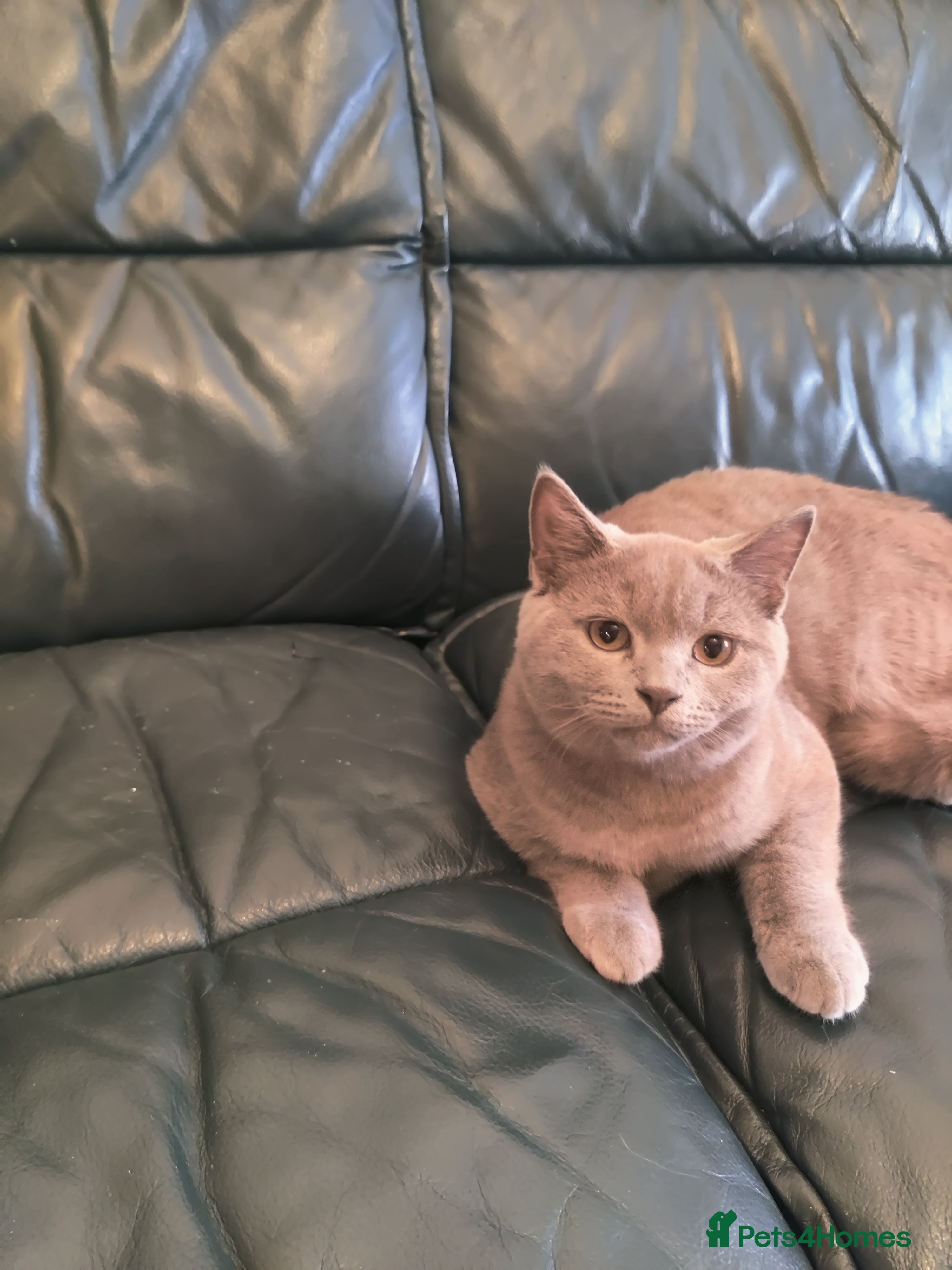 British Shorthair cats Last lilac boy for sale  - Advert 1