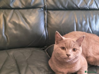 British Shorthair cats Last lilac boy for sale - Advert 3