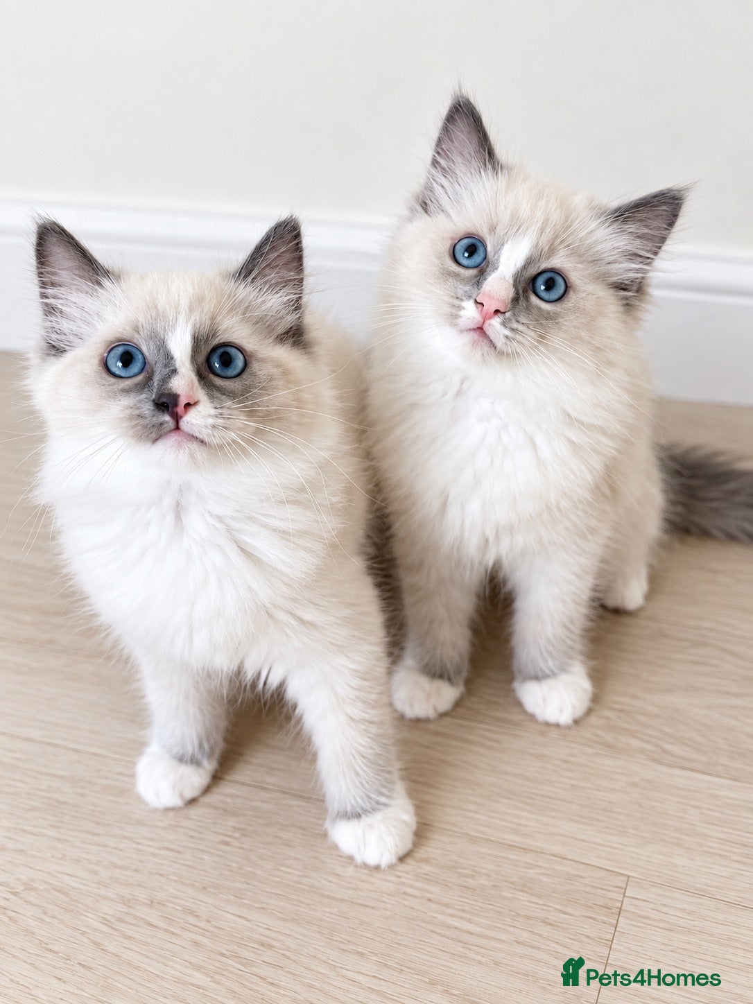 Ragdoll cats ✨GCCF REGISTERED RAGDOLLS CHAMPION BLOODLINES - Advert 5