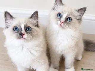 Ragdoll cats ✨GCCF REGISTERED RAGDOLLS CHAMPION BLOODLINES - Advert 5