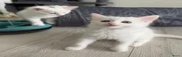 Turkish Angora cats for sale: 3 Adorable Kittens - Advert 8