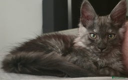 Maine Coon cats for sale: Maine Coon Kitten - Image 9