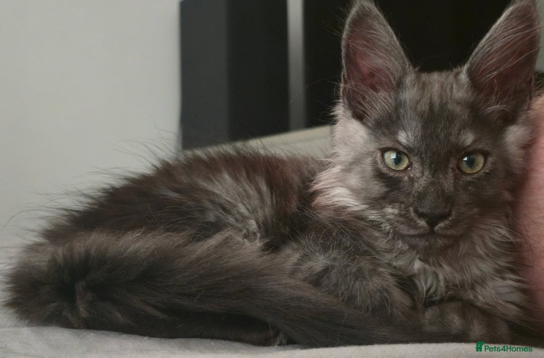 Maine Coon cats for sale: Maine Coon Kitten - Image 9