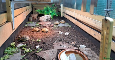 Tortoise reptiles - Advert 2