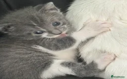 Mixed Breed cats for sale: Adorable Kittenss Ready For Reservation - Image 13