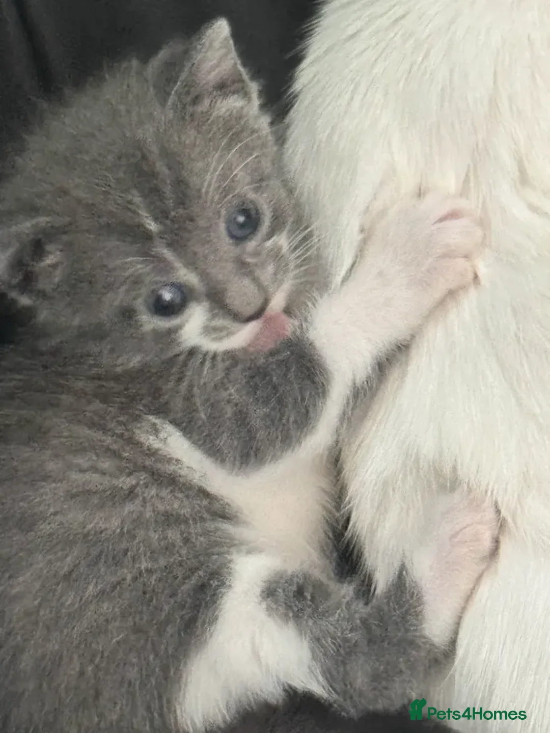 Mixed Breed cats for sale: Adorable Kittenss Ready For Reservation - Image 13