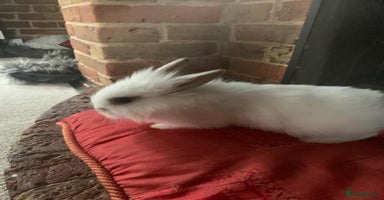 Dwarf Lop rabbits Dwraf Buinnes for Sale  - Advert 6