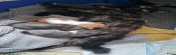 Mixed Breed cats for sale: 3 cute cuddly kittens for sale - Advert 4