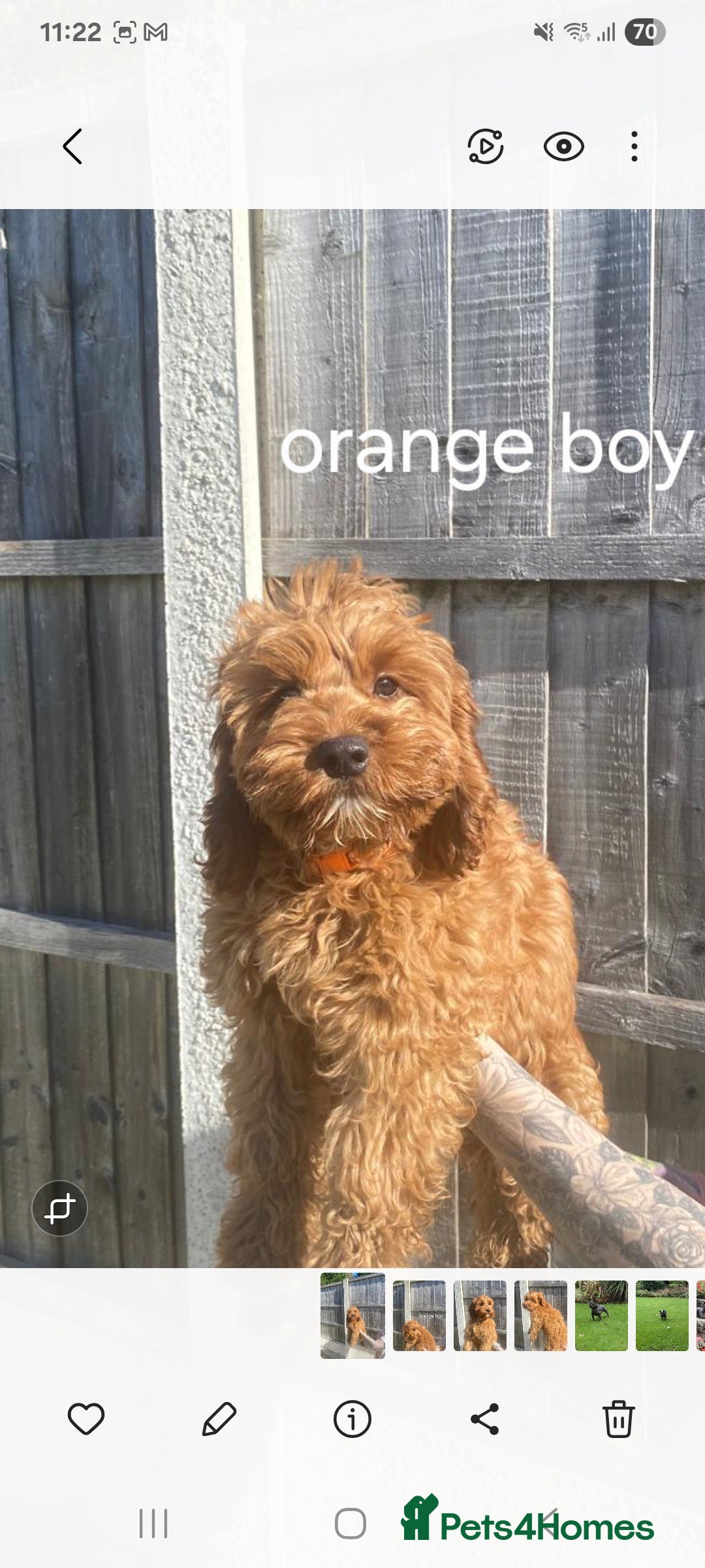 Cockapoo dogs READY NOW Stunning red f1 cockapoo  - Advert 1