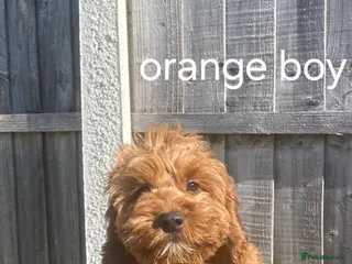 Cockapoo dogs READY NOW Stunning red f1 cockapoo - Advert 5