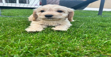 Cockapoo dogs - Advert 12