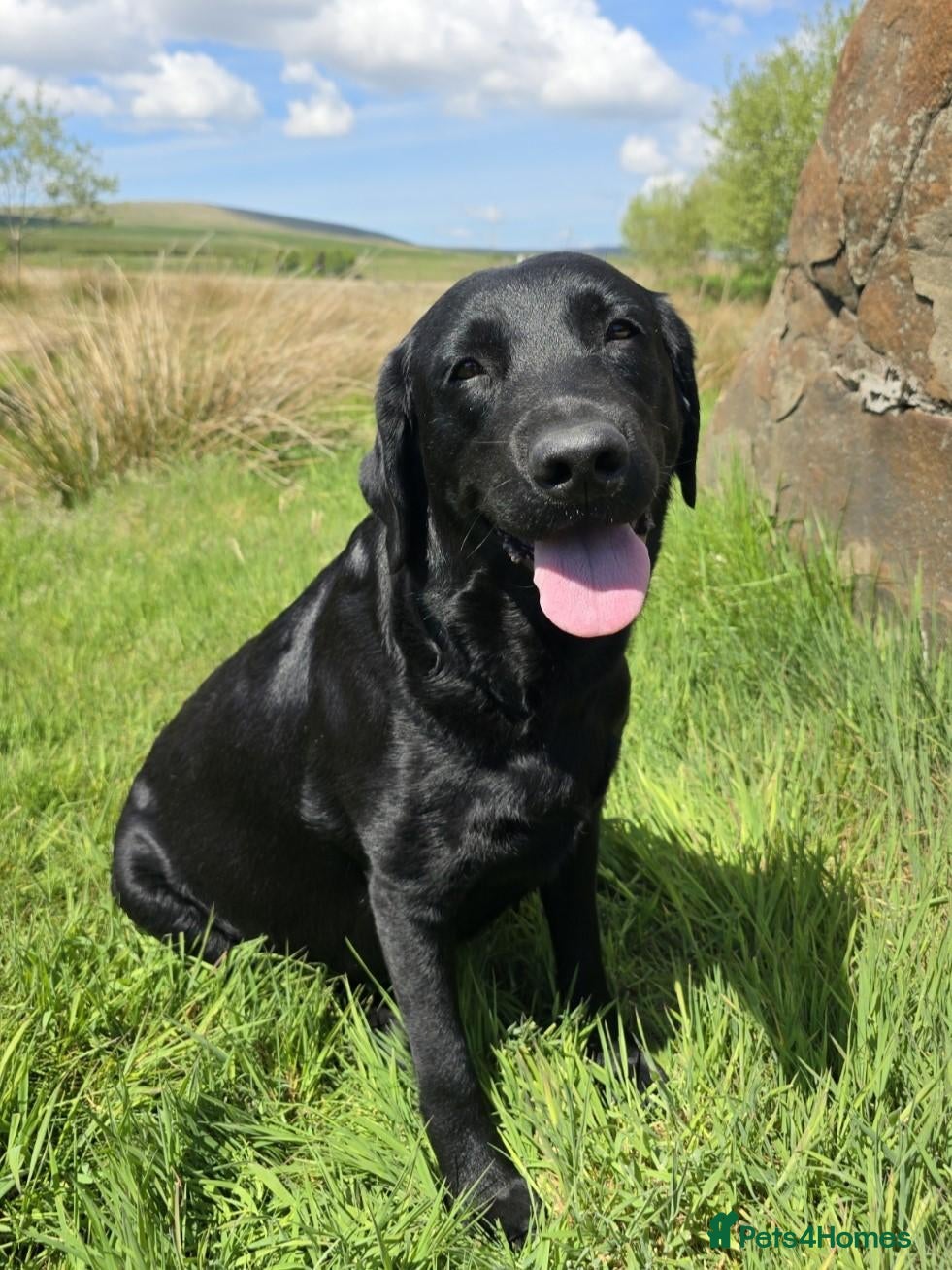 Labrador Retriever dogs One Fab well bred wee boy available (Vigilance) - Advert 1