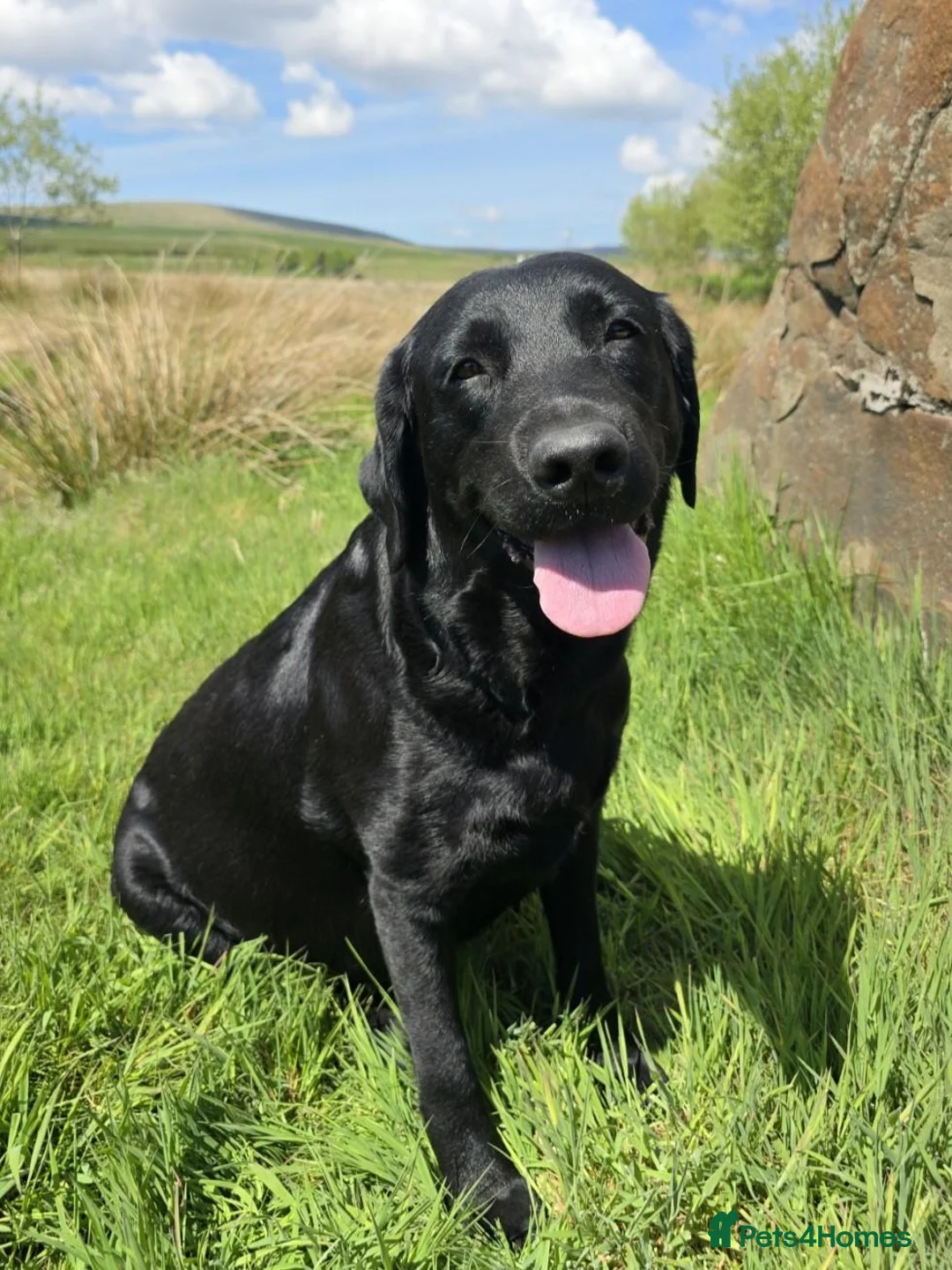 Labrador Retriever dogs for sale: One Fab well bred wee boy available (Vigilance) - Advert 1
