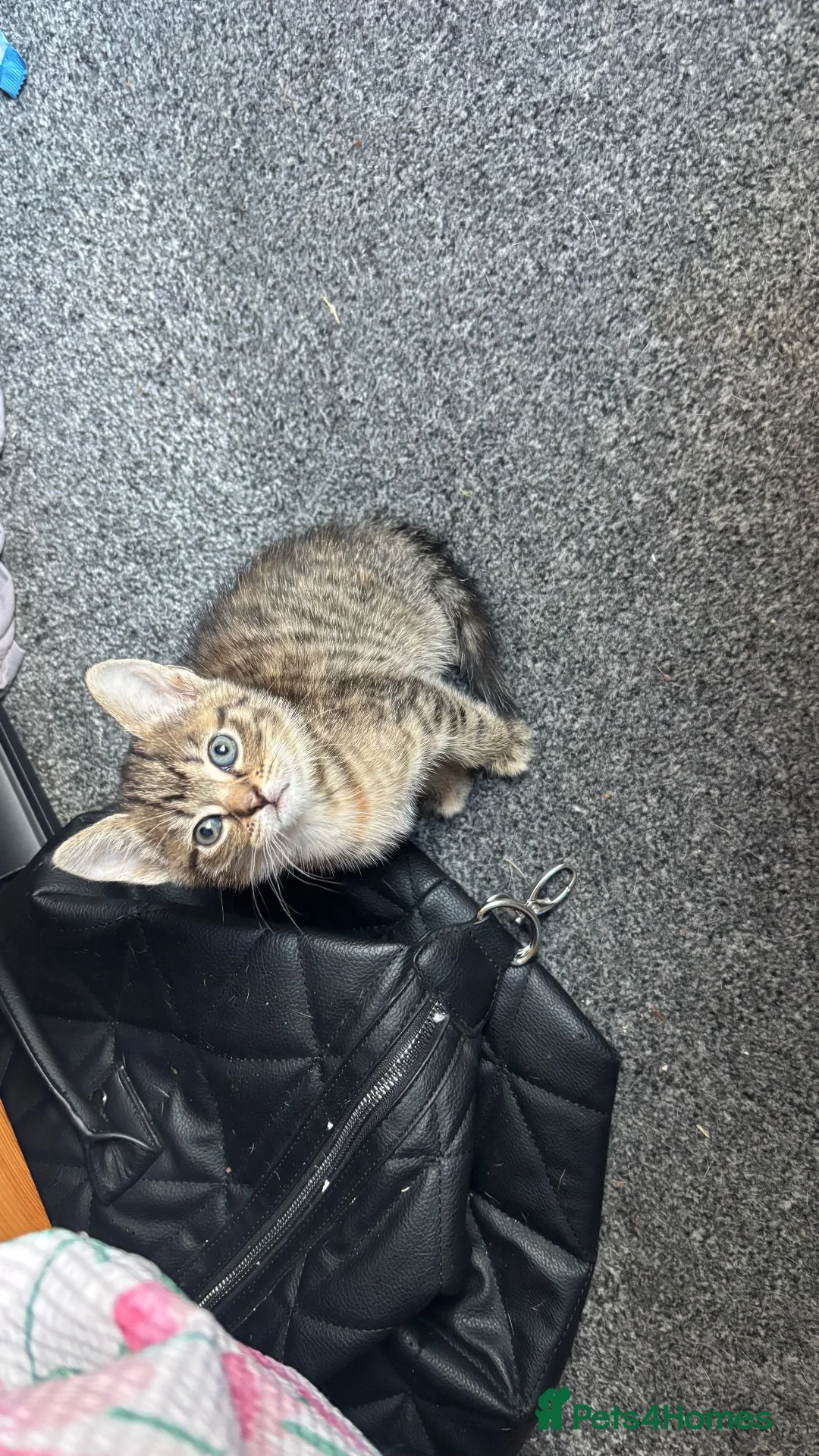 Mixed Breed cats for sale: Kittens for sale  - Advert 2