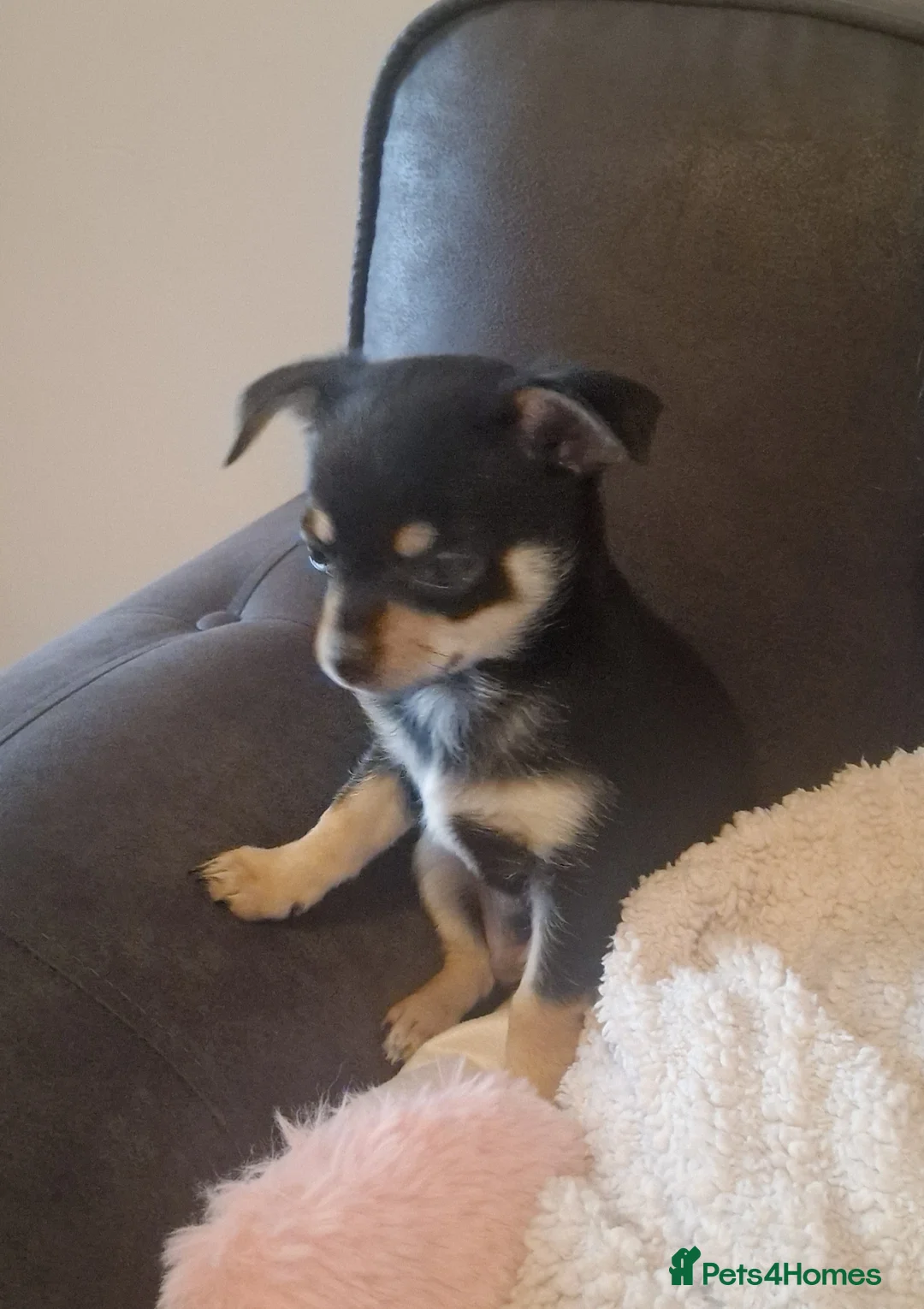Chihuahua dogs for sale: Chihauha  in Crewe - Advert 1