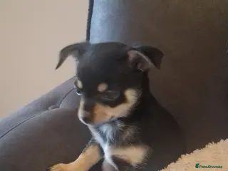 Chihuahua dogs Chihauha - Advert 1