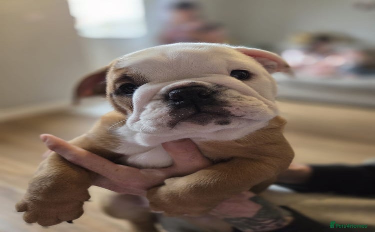 English Bulldog dogs - Advert 14