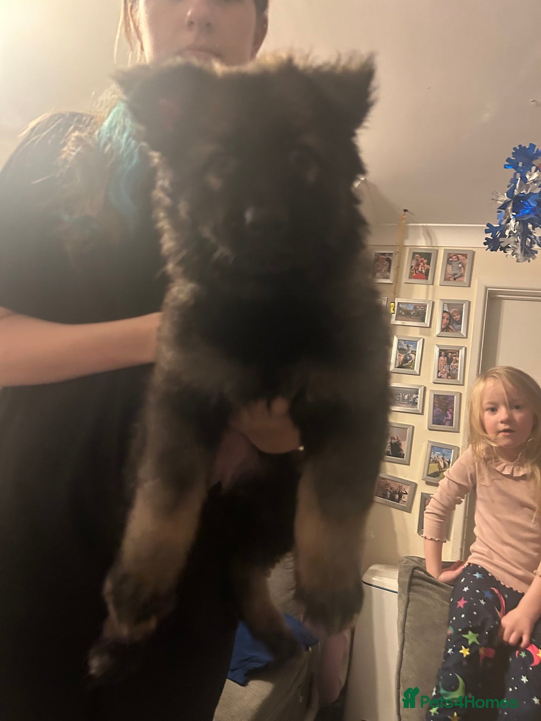 German Shepherd dogs for sale: 1 female fluffy pup - Advert 2