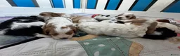 Cavapoo dogs for sale: Cavapoo puppies F1 fully health tested parents - Advert 8