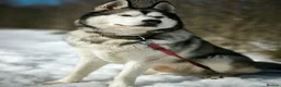 Siberian Husky dogs for adoption: 💙🐶 HAMMER – NOT TYPICAL HUSKY… AND THAT’S MAGIC in Burton-on-Trent - Advert 25