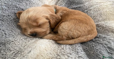 Cocker Spaniel dogs - Advert 8