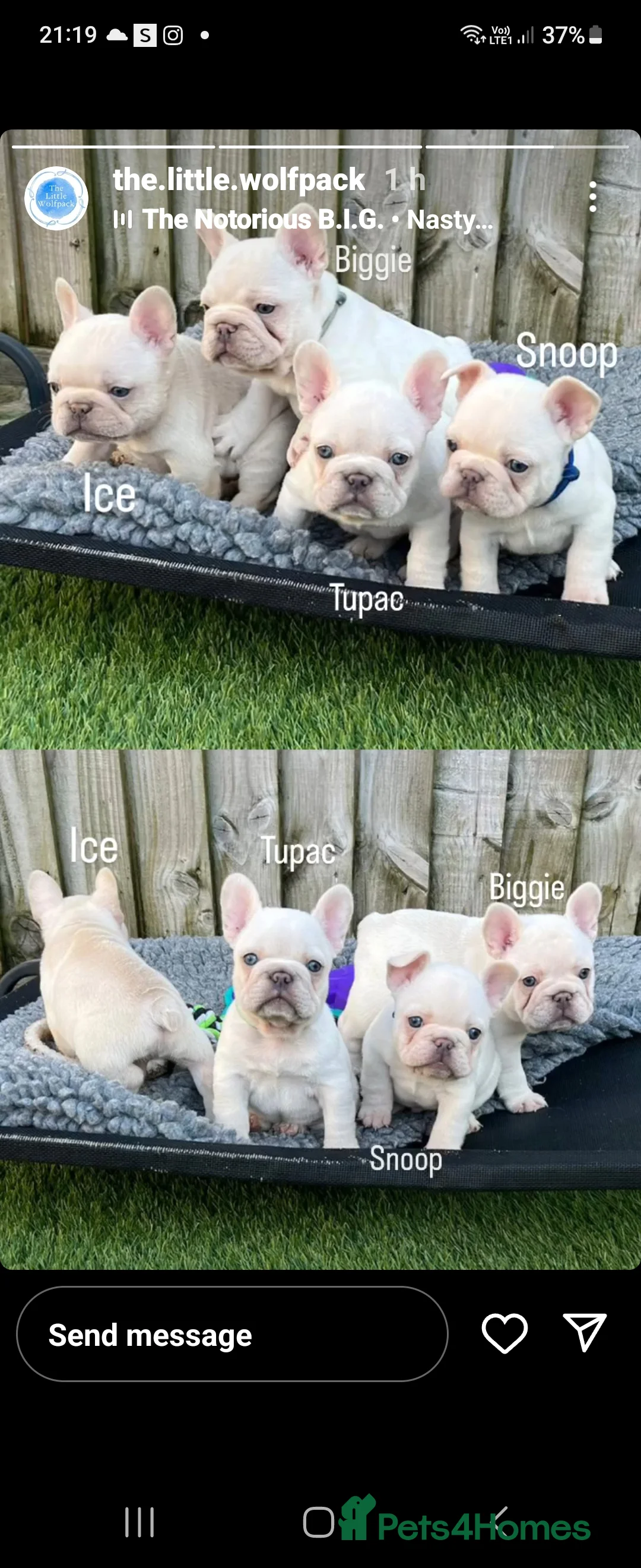 French Bulldog dogs for stud: Amazing structure and quality ‼️ in Ebbw Vale - Advert 34