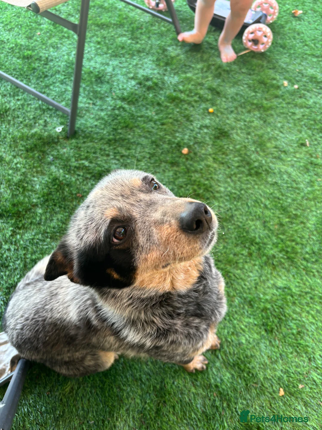 Australian Cattle Dog dogs for sale: Australian cattle bitch for sale  in Sittingbourne - Advert 6