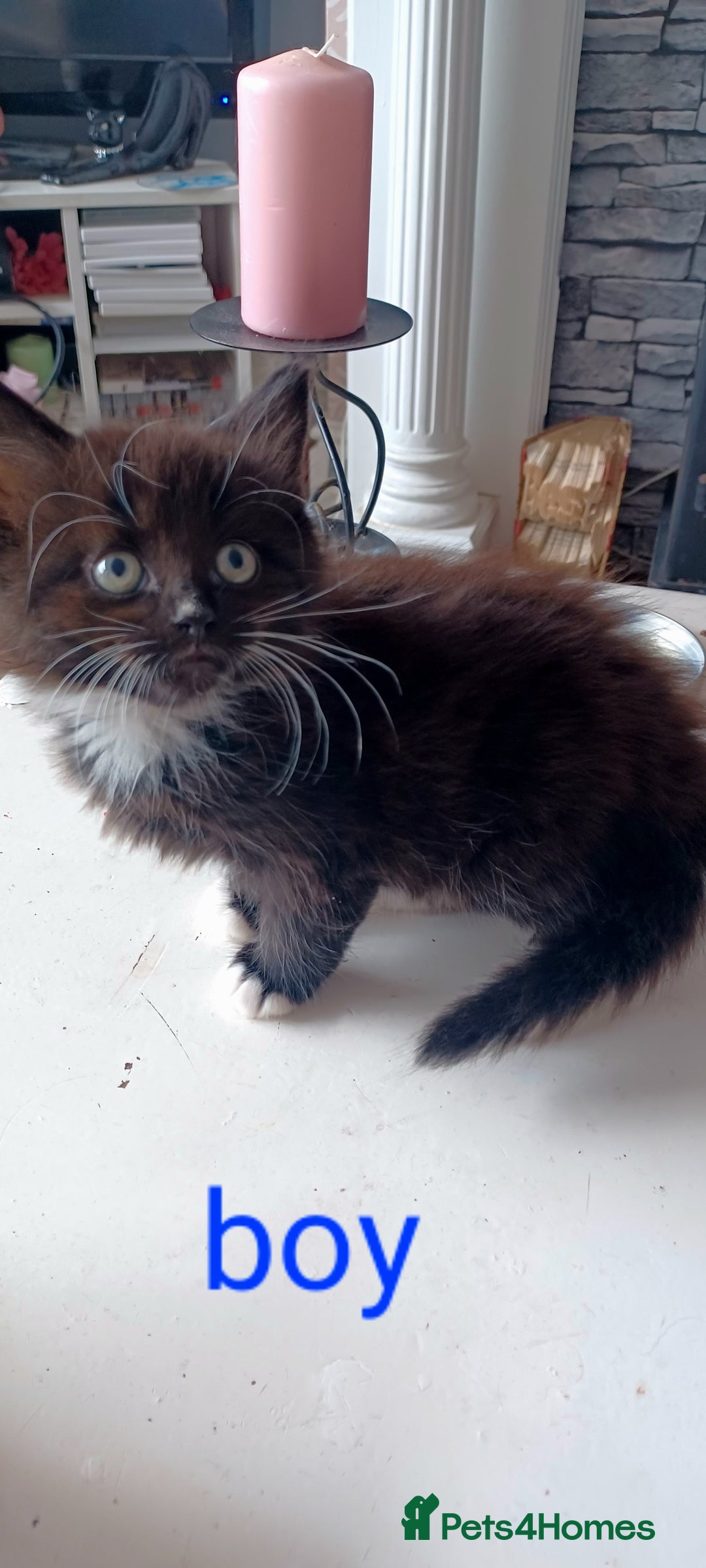 Domestic Shorthair cats for sale: 2 beautiful black fluffy kittens for sale.  - Image 5