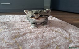 Mixed Breed cats for sale: Kittens - Image 12