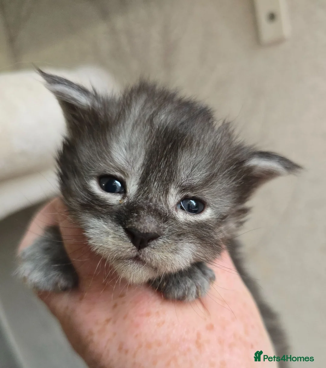 Maine Coon cats for sale: Maine Coon Kittens Russian/European lines - Advert 1