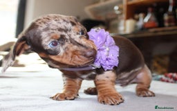 Dachshund dogs for sale: Miniature Dachshund Puppies for Sale - Image 4