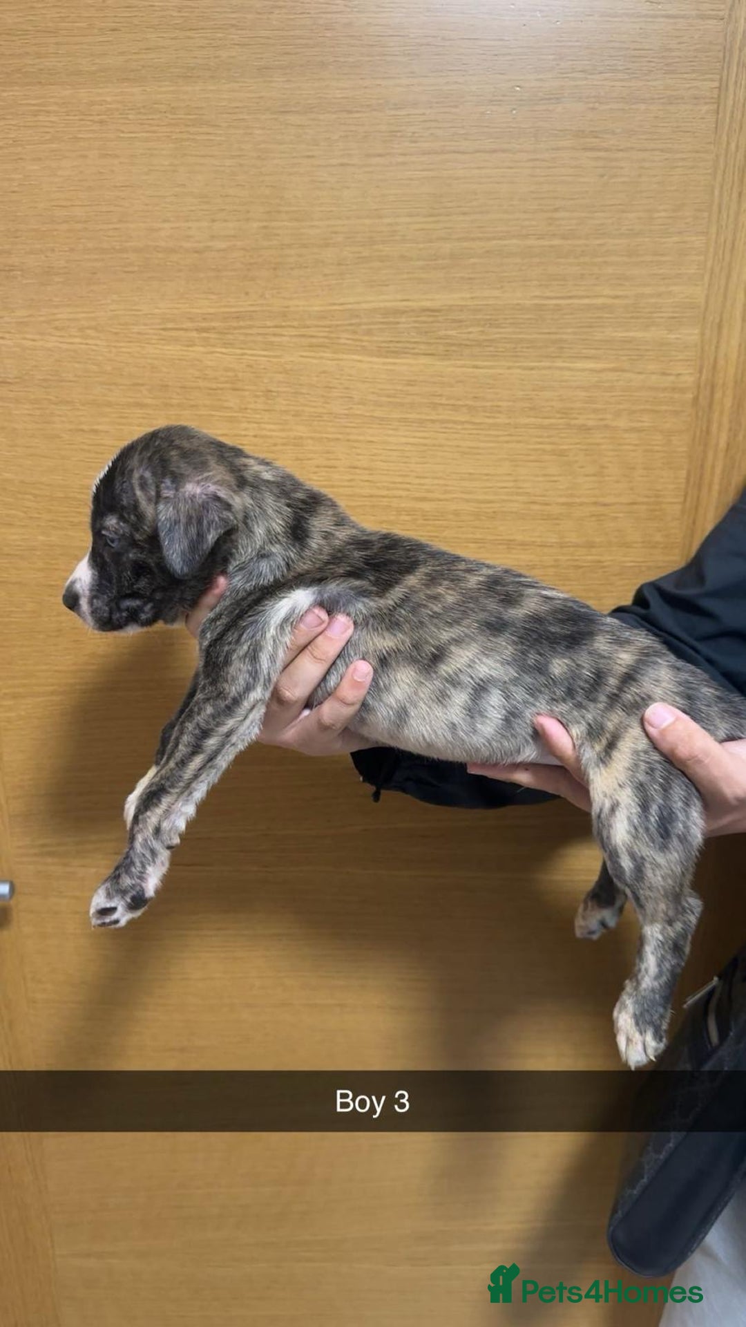 Mixed Breed dogs for sale: Puppies for sale  - Image 5