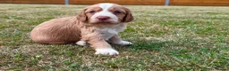 Cockapoo dogs for sale: Beautiful Cockapoo Babies 🐾🐾🐾 - Advert 13