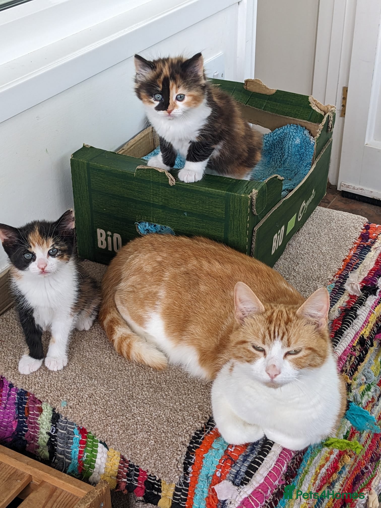 Mixed Breed cats for sale: Three home reared kittens available  - Advert 2